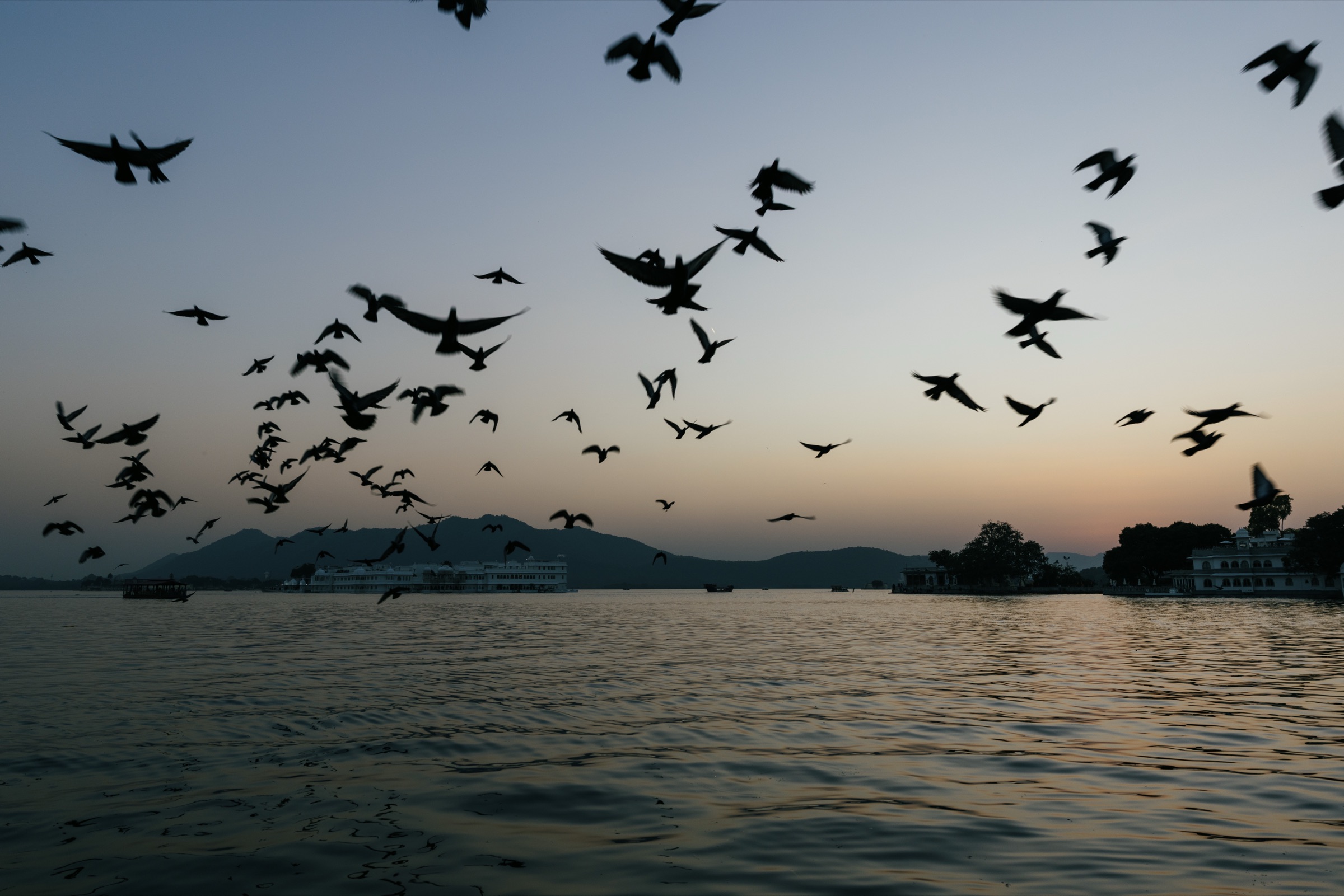 Birds in flight at sunset shot on film